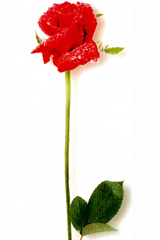 【单恋一枝花红玫瑰壁纸】单恋一枝花红玫瑰壁