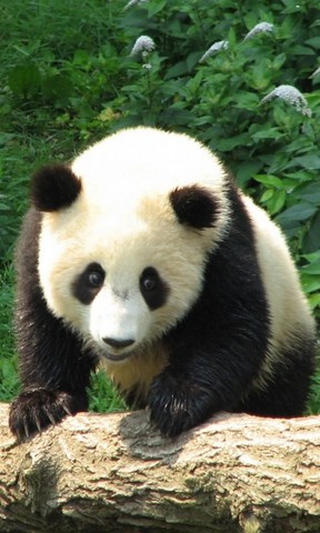 【可爱熊猫手机壁纸】可爱熊猫手机壁纸免费下